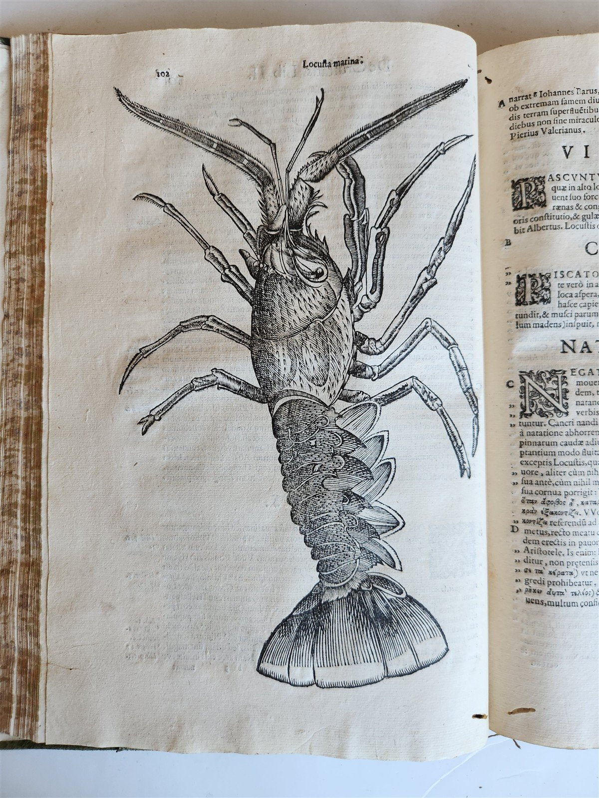 1605 ALDROVANDI TREATISE on MUSSELS SNAILS OCTOPUSES antique ILLUSTRATED FOLIO