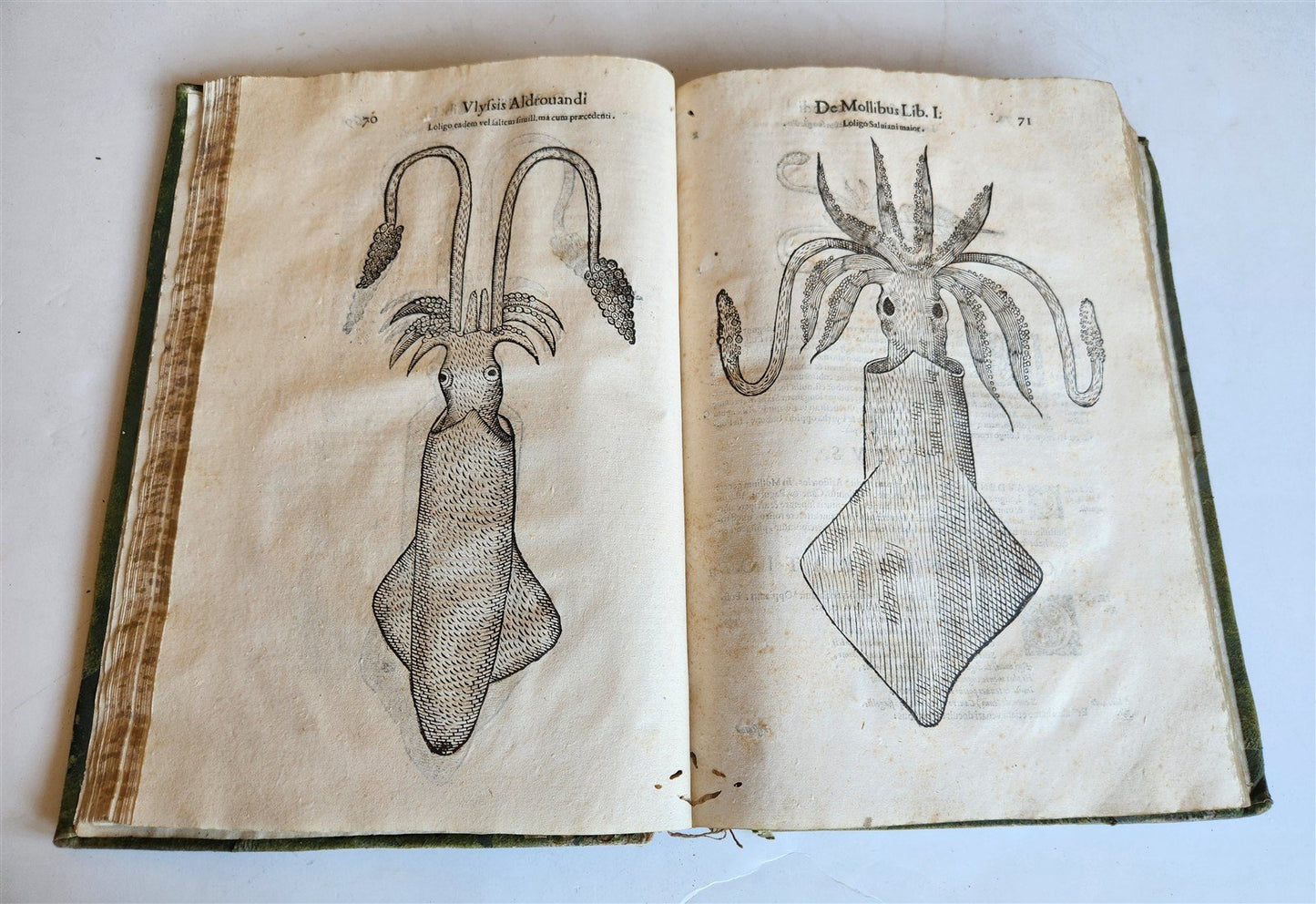 1605 ALDROVANDI TREATISE on MUSSELS SNAILS OCTOPUSES antique ILLUSTRATED FOLIO