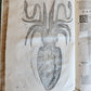 1605 ALDROVANDI TREATISE on MUSSELS SNAILS OCTOPUSES antique ILLUSTRATED FOLIO
