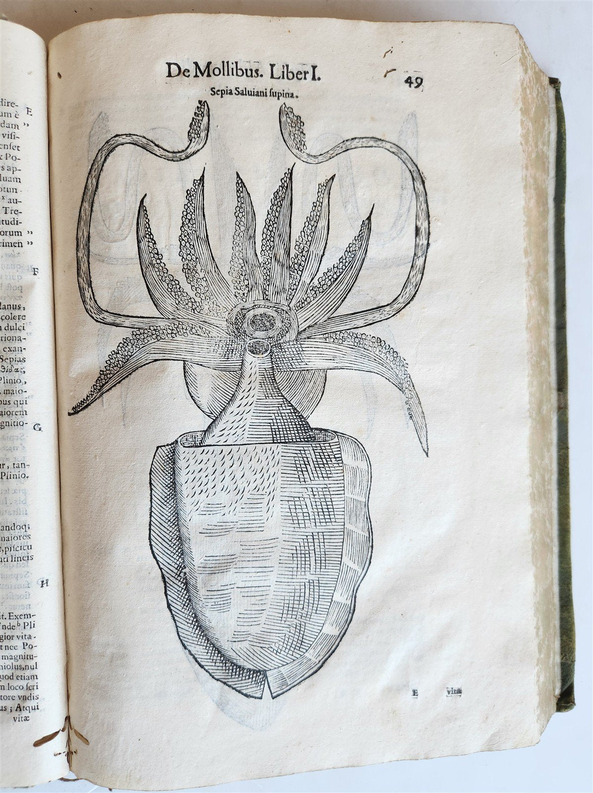 1605 ALDROVANDI TREATISE on MUSSELS SNAILS OCTOPUSES antique ILLUSTRATED FOLIO