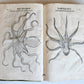 1605 ALDROVANDI TREATISE on MUSSELS SNAILS OCTOPUSES antique ILLUSTRATED FOLIO