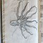 1605 ALDROVANDI TREATISE on MUSSELS SNAILS OCTOPUSES antique ILLUSTRATED FOLIO
