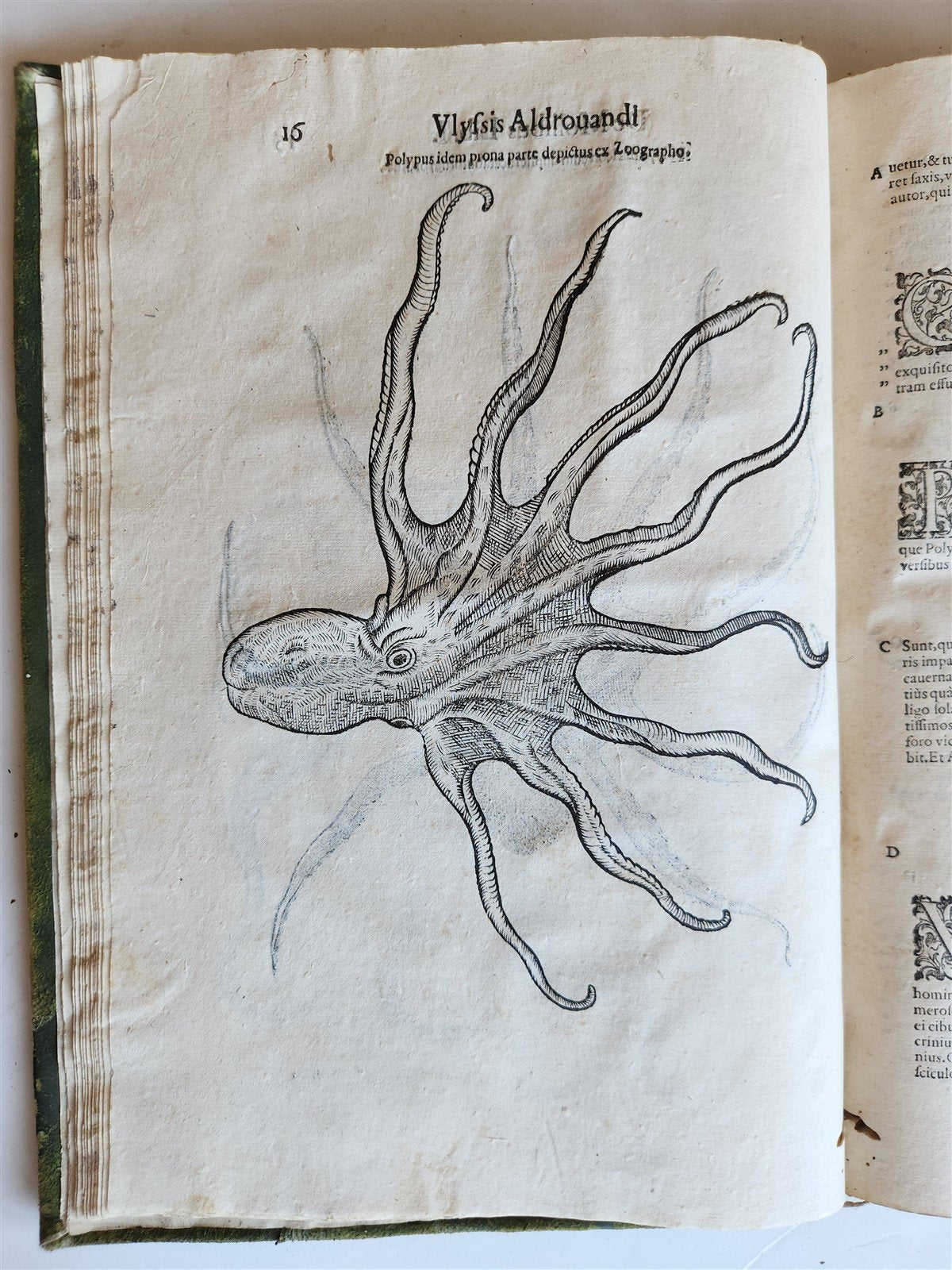 1605 ALDROVANDI TREATISE on MUSSELS SNAILS OCTOPUSES antique ILLUSTRATED FOLIO