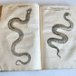 1639 ALDROVANDI TREATISE on DRAGONS & SNAKES antique ILLUSTRATED FOLIO