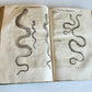 1639 ALDROVANDI TREATISE on DRAGONS & SNAKES antique ILLUSTRATED FOLIO