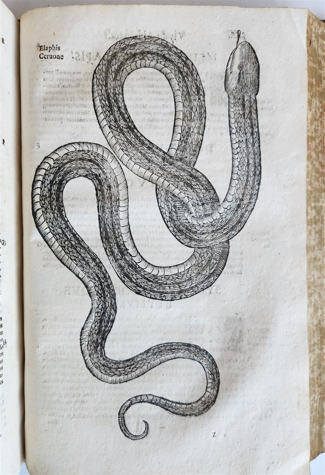 1639 ALDROVANDI TREATISE on DRAGONS & SNAKES antique ILLUSTRATED FOLIO