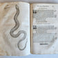 1639 ALDROVANDI TREATISE on DRAGONS & SNAKES antique ILLUSTRATED FOLIO
