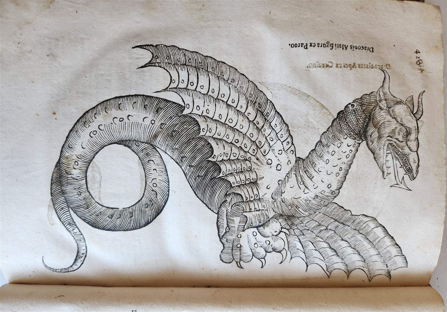 1639 ALDROVANDI TREATISE on DRAGONS & SNAKES antique ILLUSTRATED FOLIO