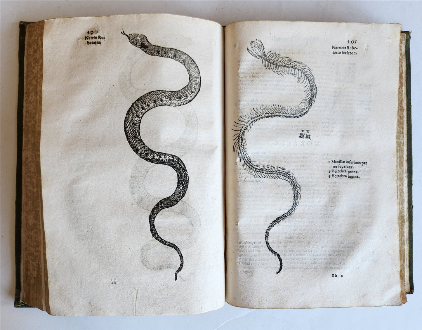 1639 ALDROVANDI TREATISE on DRAGONS & SNAKES antique ILLUSTRATED FOLIO