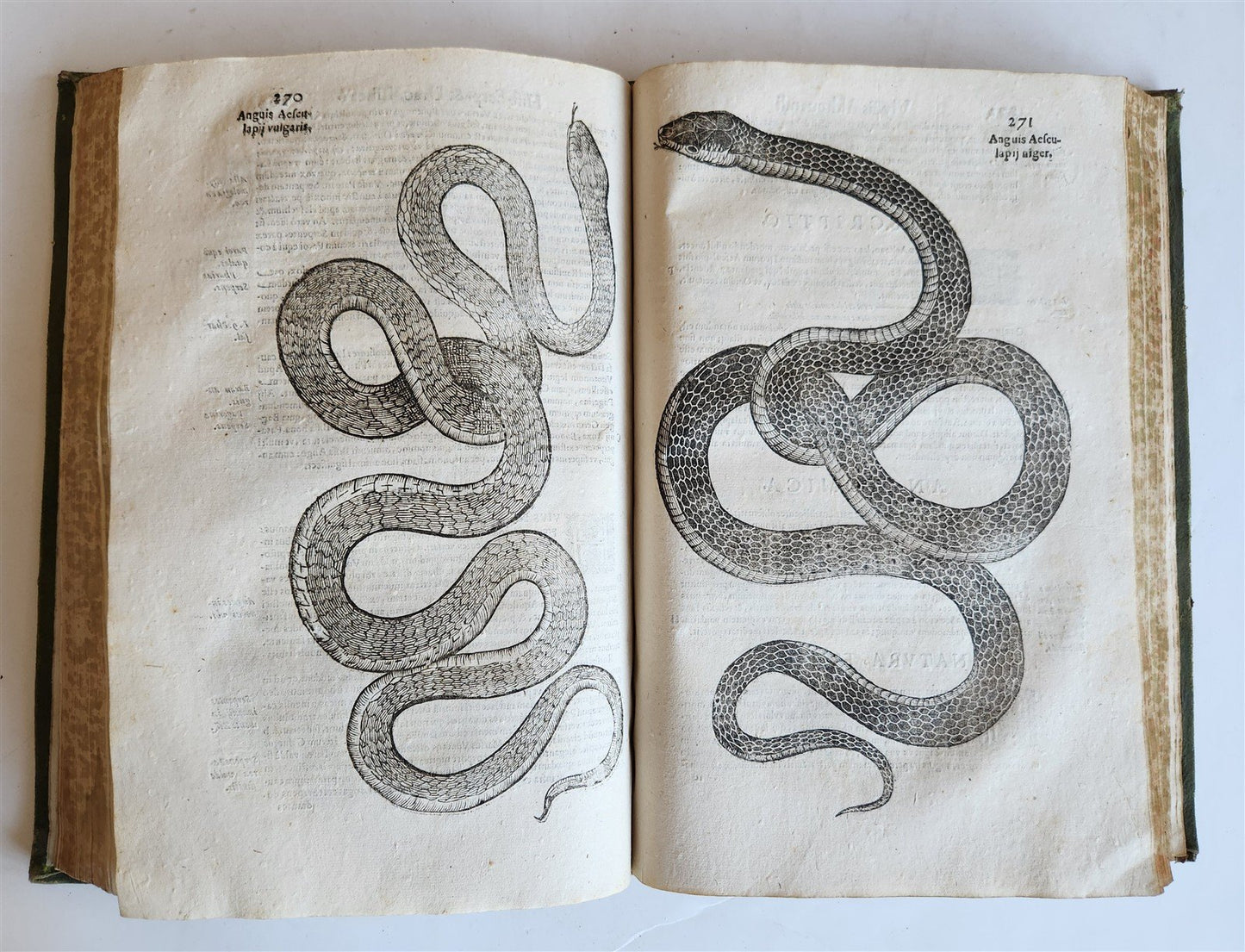 1639 ALDROVANDI TREATISE on DRAGONS & SNAKES antique ILLUSTRATED FOLIO