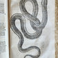 1639 ALDROVANDI TREATISE on DRAGONS & SNAKES antique ILLUSTRATED FOLIO