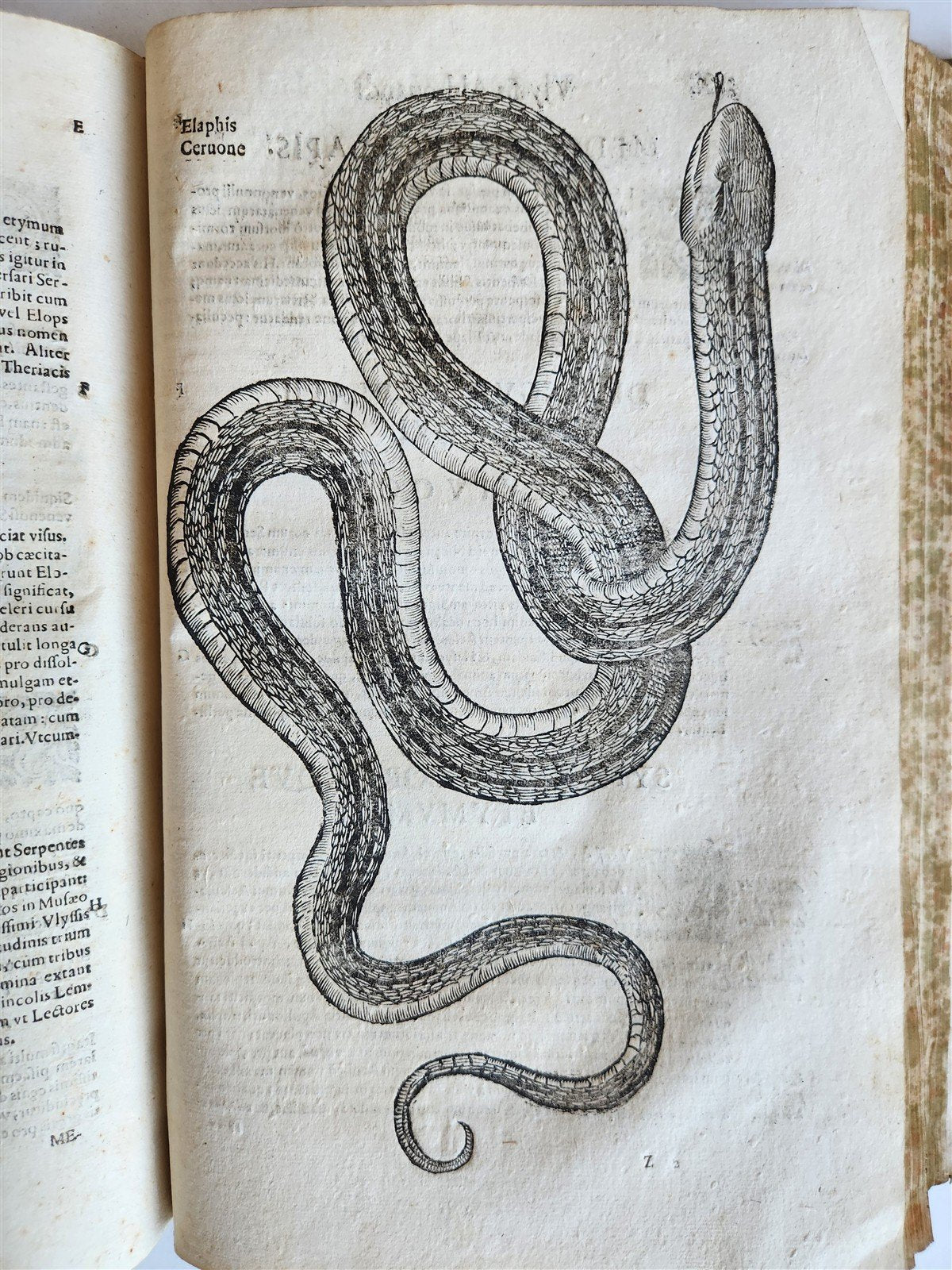 1639 ALDROVANDI TREATISE on DRAGONS & SNAKES antique ILLUSTRATED FOLIO