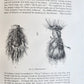 1887-1888 REPORT of AMERICAN BUREAU of ETHNOLOGY by J.POWELL antique ILLUSTRATED