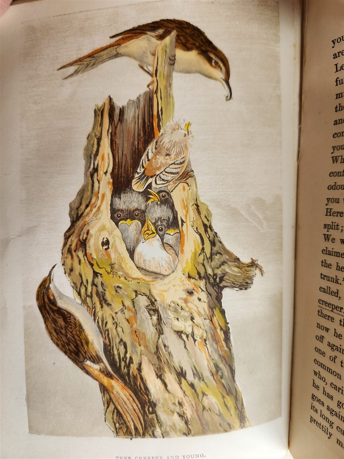 1878 COUNTRY WALKS of a NATURALIST with HIS CHILDREN antique ILLUSTRATED