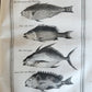 1748 HISTORY of TRAVELS Guinea Benin & Sierra Leone antique ILLUSTRATED