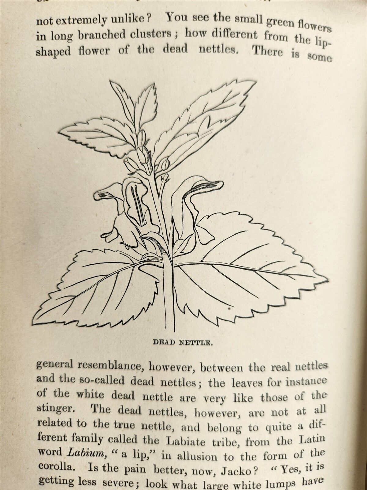 1878 COUNTRY WALKS of a NATURALIST with HIS CHILDREN antique ILLUSTRATED