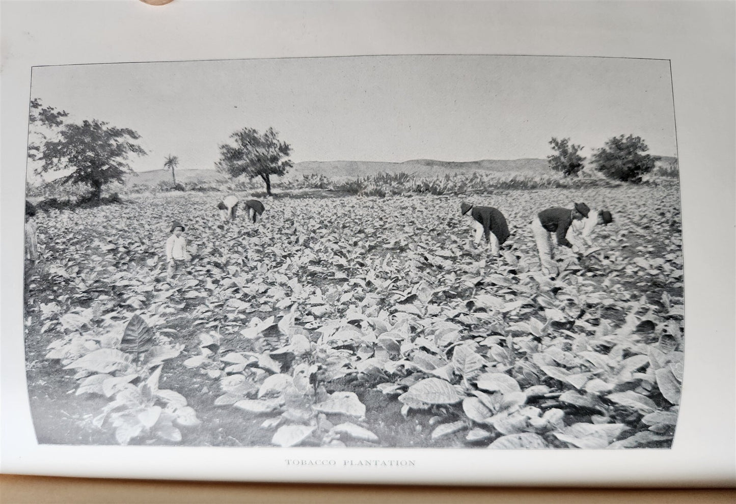 1898 COMMERCIAL CUBA by WILLIAM CLARK ILLUSTRATED SIGNED by AUTHOR ! antique
