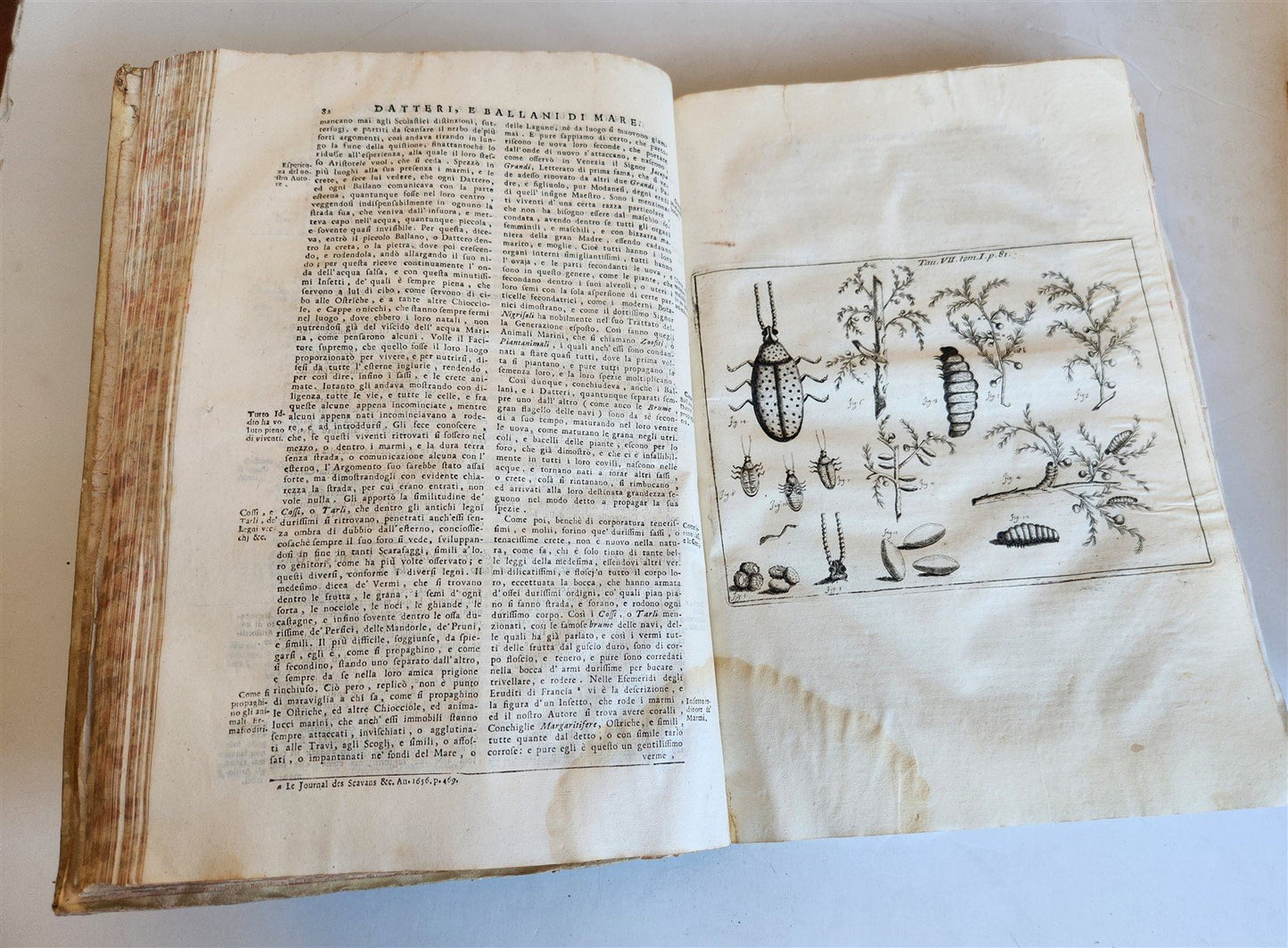 1733 MEDICAL TREATISE by ANTONIO VALLISNERI antique ILLUSTRATED 3 folio volumes