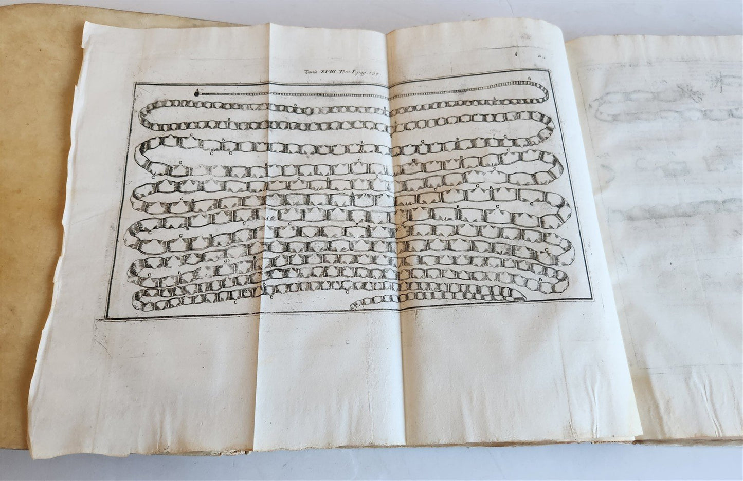 1733 MEDICAL TREATISE by ANTONIO VALLISNERI antique ILLUSTRATED 3 folio volumes