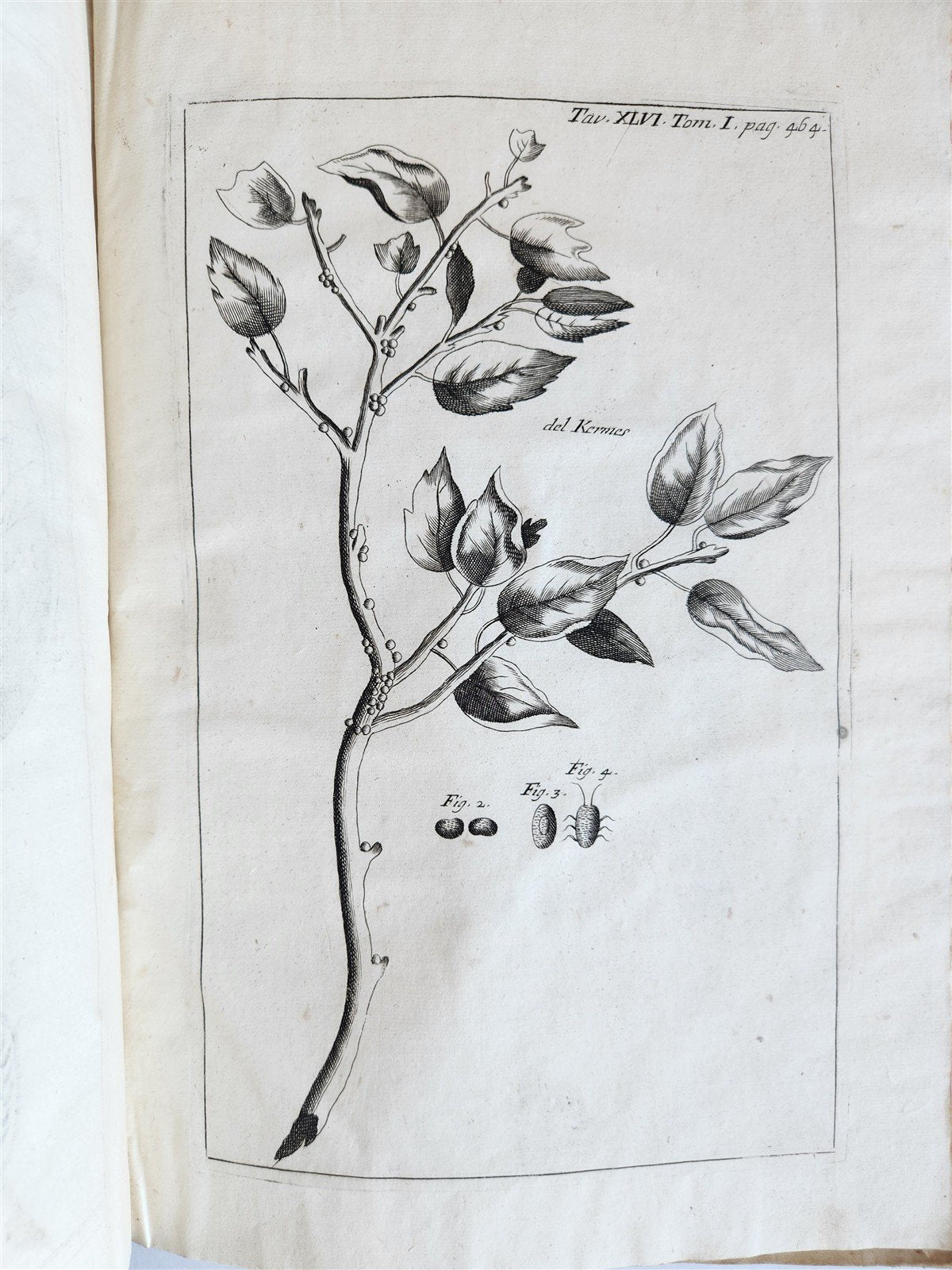 1733 MEDICAL TREATISE by ANTONIO VALLISNERI antique ILLUSTRATED 3 folio volumes