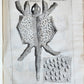 1733 MEDICAL TREATISE by ANTONIO VALLISNERI antique ILLUSTRATED 3 folio volumes