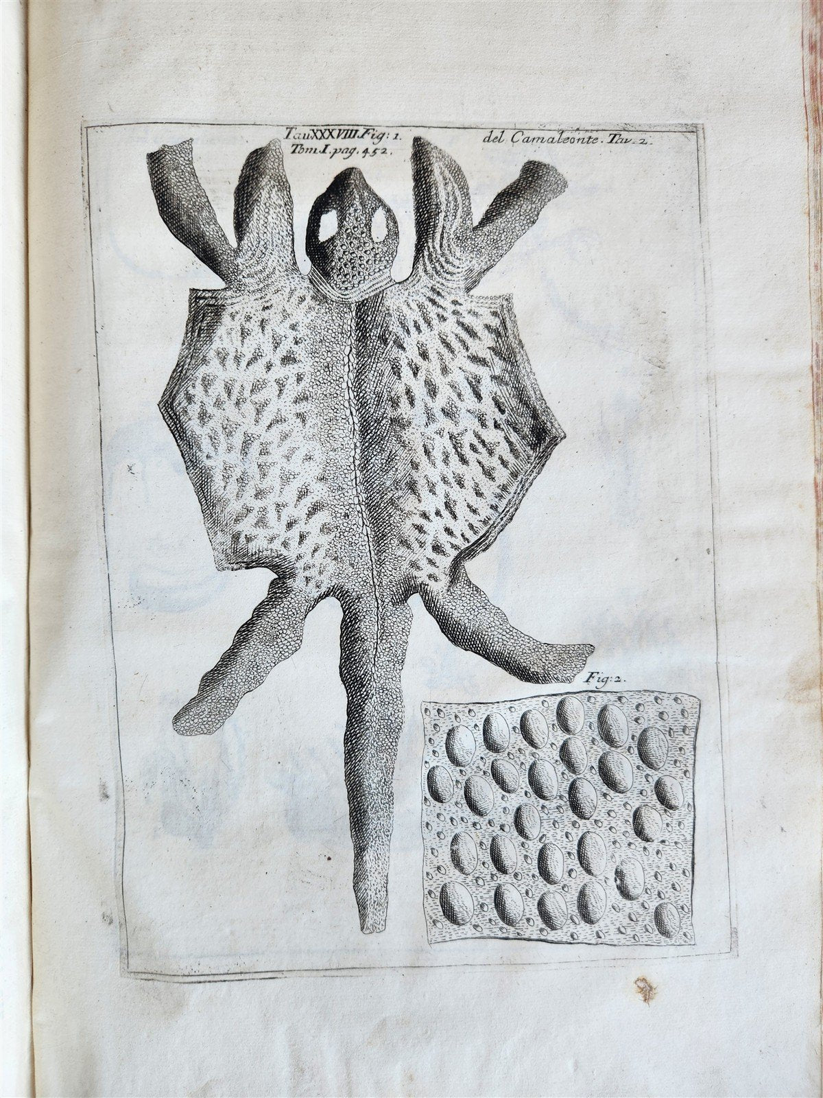 1733 MEDICAL TREATISE by ANTONIO VALLISNERI antique ILLUSTRATED 3 folio volumes
