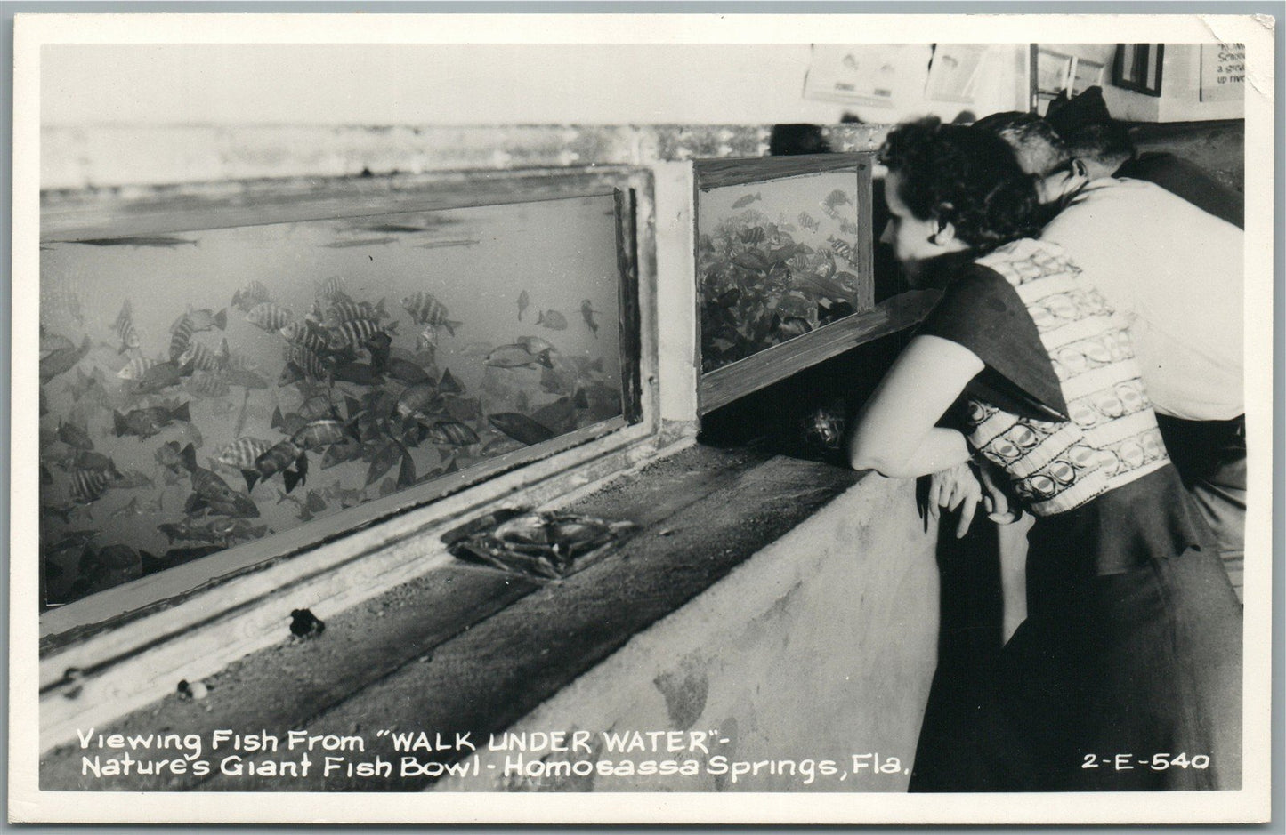 HOMOSASSA SPRINGS FL WALK UNDER WATER FISH BOWL VINTAGE REAL PHOTO POSTCARD RPPC