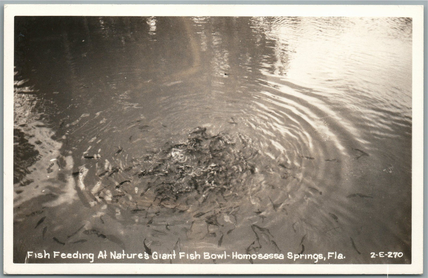 HOMOSASSA SPRINGS FL FISH FEEDING VINTAGE REAL PHOTO POSTCARD RPPC