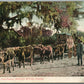 INDIAN RIVER FL RAPID TRANSIT AT FORT PIERCE ANTIQUE POSTCARD