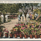 ESTERO FL CALADIUMS FROM THE KORESHAN UNITY GARDENS ANTIQUE POSTCARD