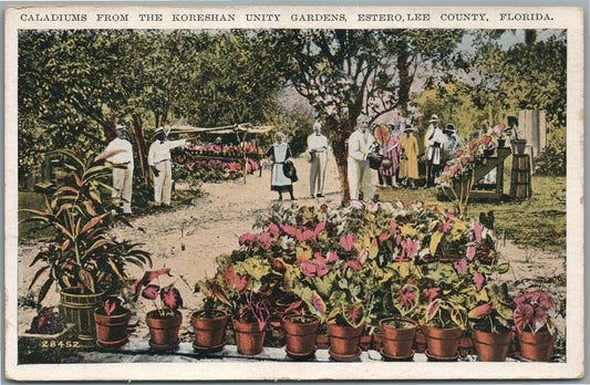 ESTERO FL CALADIUMS FROM THE KORESHAN UNITY GARDENS ANTIQUE POSTCARD