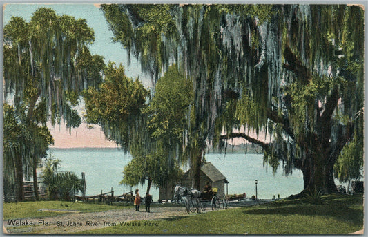 WELAKA FL ST.JOHNS RIVER ANTIQUE POSTCARD