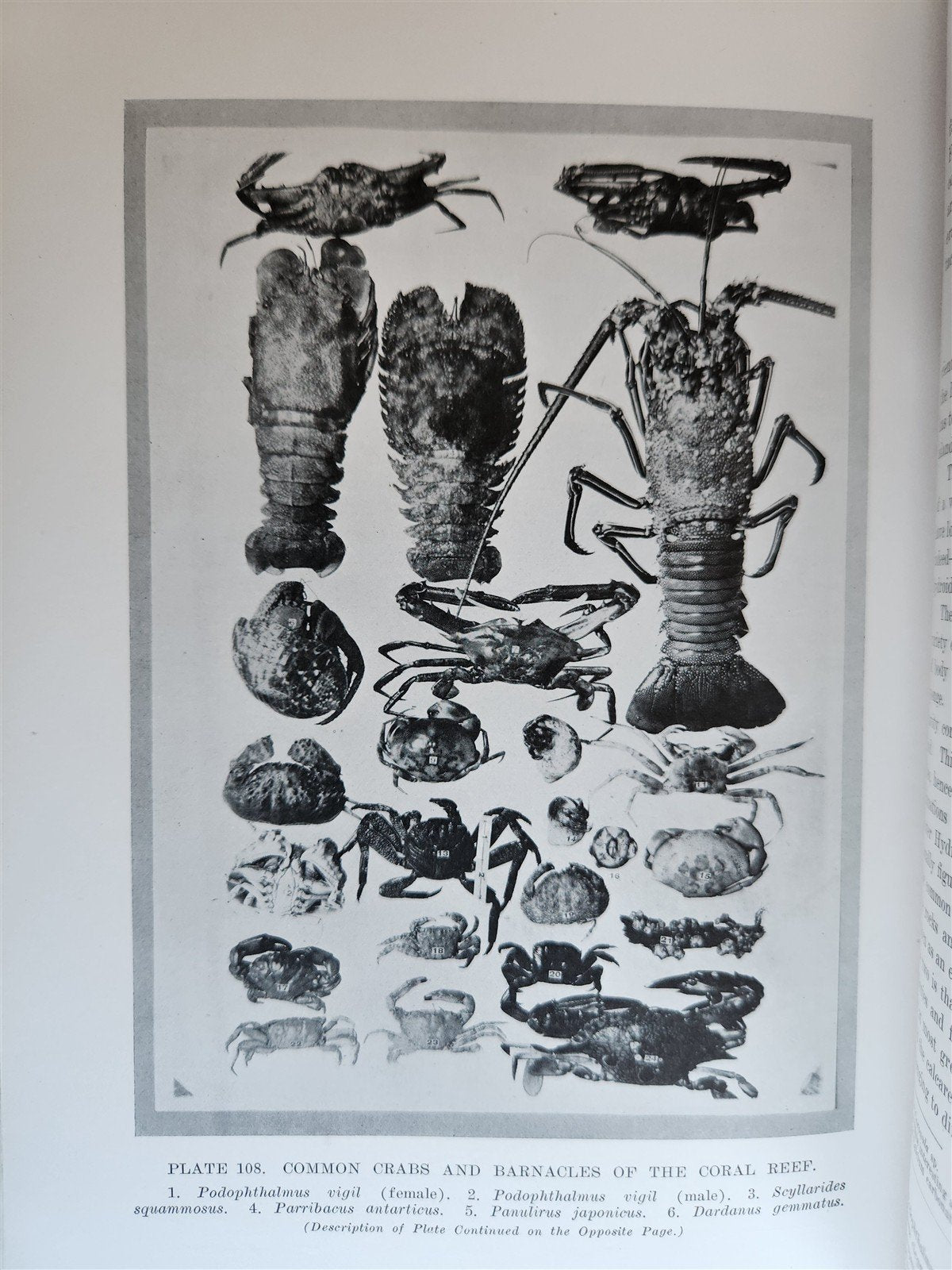 1915 NATURAL HISTORY of HAWAII antique ILLUSTRATED