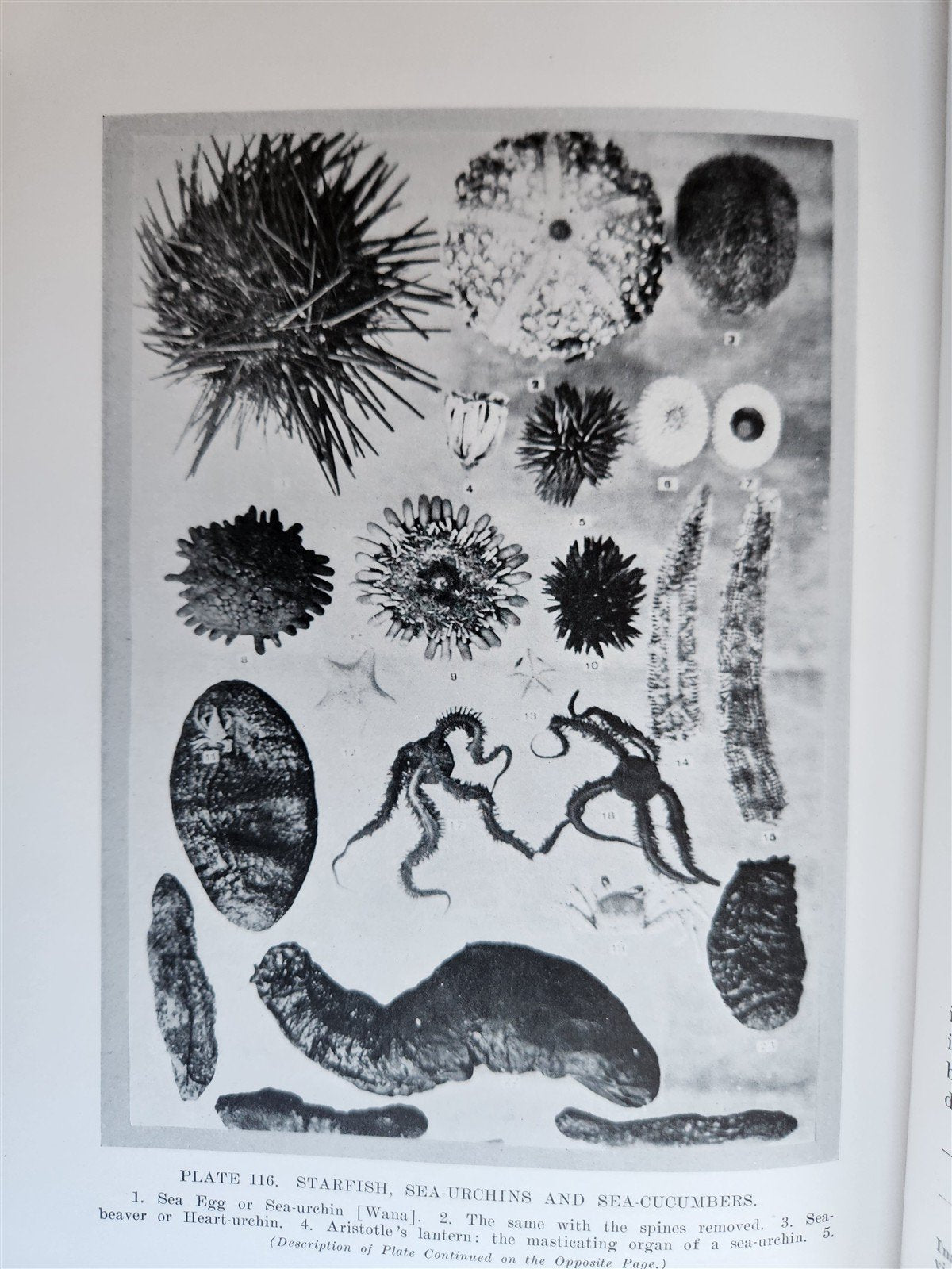 1915 NATURAL HISTORY of HAWAII antique ILLUSTRATED