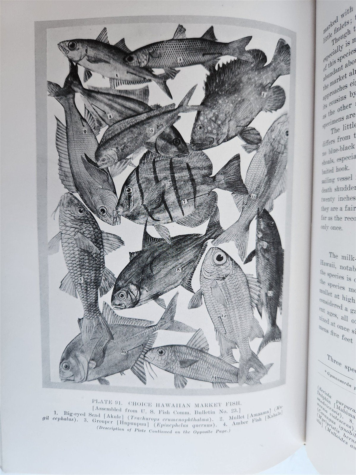 1915 NATURAL HISTORY of HAWAII antique ILLUSTRATED