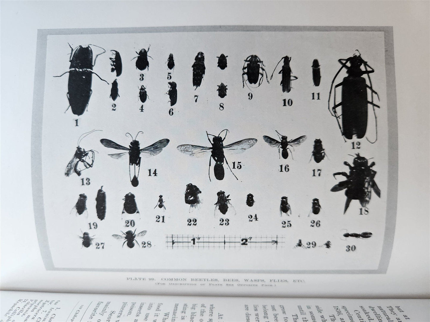 1915 NATURAL HISTORY of HAWAII antique ILLUSTRATED