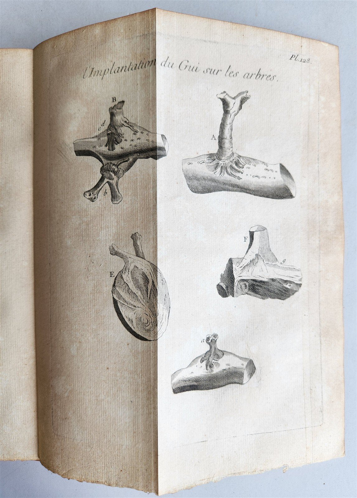 1761 MEDICAL TREATISE ILLUSTRATED ANATOMY by Francois PLANQUE antique V.6
