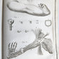 1753 MEDICAL TREATISE ILLUSTRATED ANATOMY by Francois PLANQUE antique V. 4