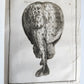 1753 MEDICAL TREATISE ILLUSTRATED ANATOMY by Francois PLANQUE antique V. 4