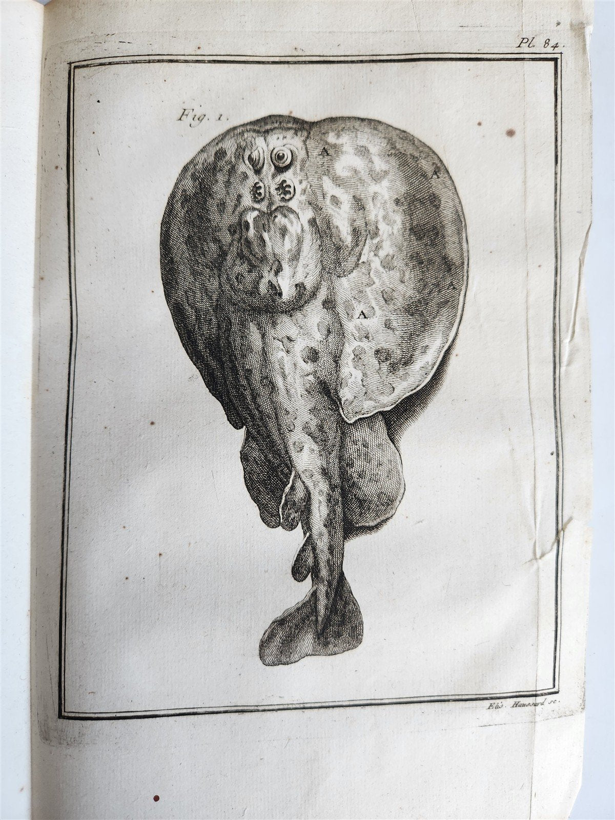 1753 MEDICAL TREATISE ILLUSTRATED ANATOMY by Francois PLANQUE antique V. 4
