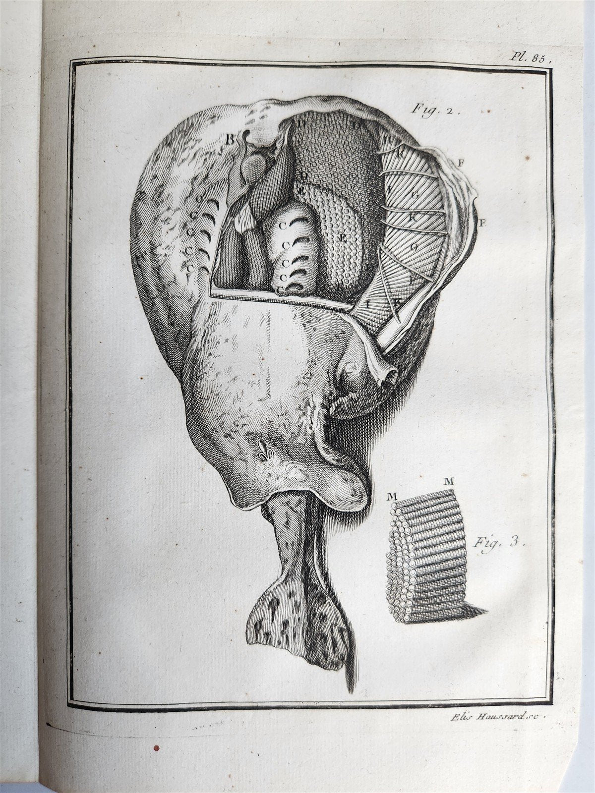 1753 MEDICAL TREATISE ILLUSTRATED ANATOMY by Francois PLANQUE antique V. 4