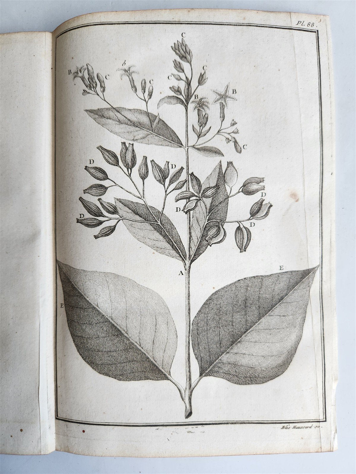 1753 MEDICAL TREATISE ILLUSTRATED ANATOMY by Francois PLANQUE antique V. 4