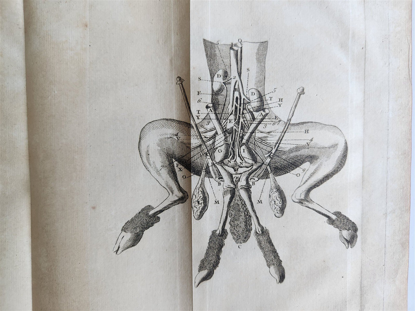 1752 MEDICAL TREATISE ILLUSTRATED ANATOMY by Francois PLANQUE antique V. 7