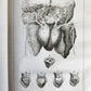1750 MEDICAL TREATISE ILLUSTRATED ANATOMY by Francois PLANQUE antique V. 3