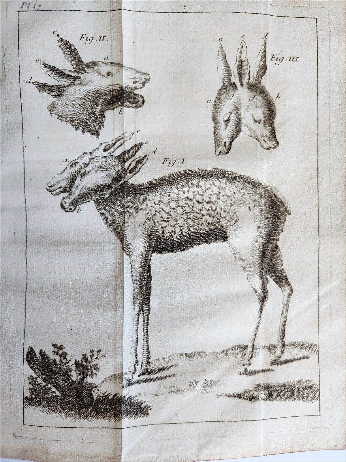1748 MEDICAL TREATISE ILLUSTRATED ANATOMY by Francois PLANQUE antique V. 1