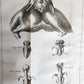 1748 MEDICAL TREATISE ILLUSTRATED ANATOMY by Francois PLANQUE antique V. 1