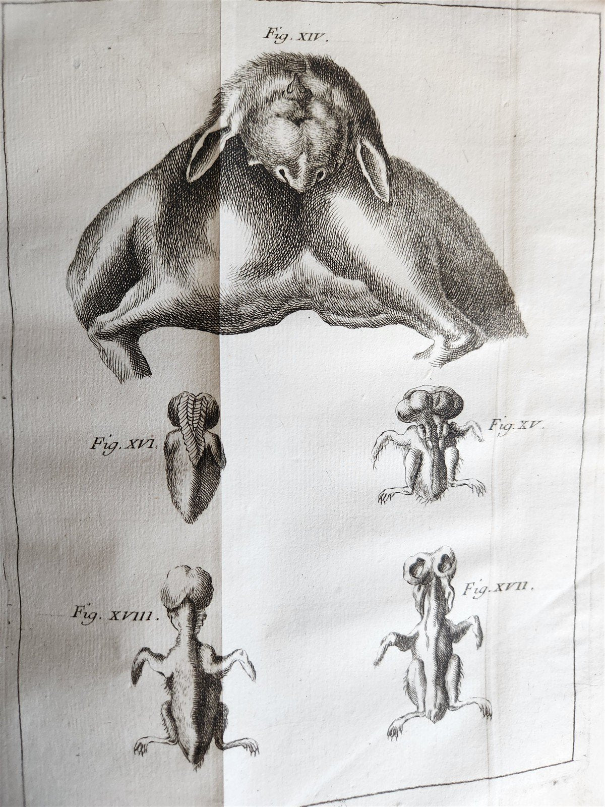 1748 MEDICAL TREATISE ILLUSTRATED ANATOMY by Francois PLANQUE antique V. 1
