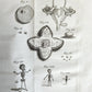 1748 MEDICAL TREATISE ILLUSTRATED ANATOMY by Francois PLANQUE antique V. 1