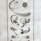 1766 MEDICAL TREATISE ILLUSTRATED ANATOMY by Francois PLANQUE antique V. 9