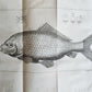 1749 MEDICAL TREATISE ILLUSTRATED ANATOMY by Francois PLANQUE antique V. 2